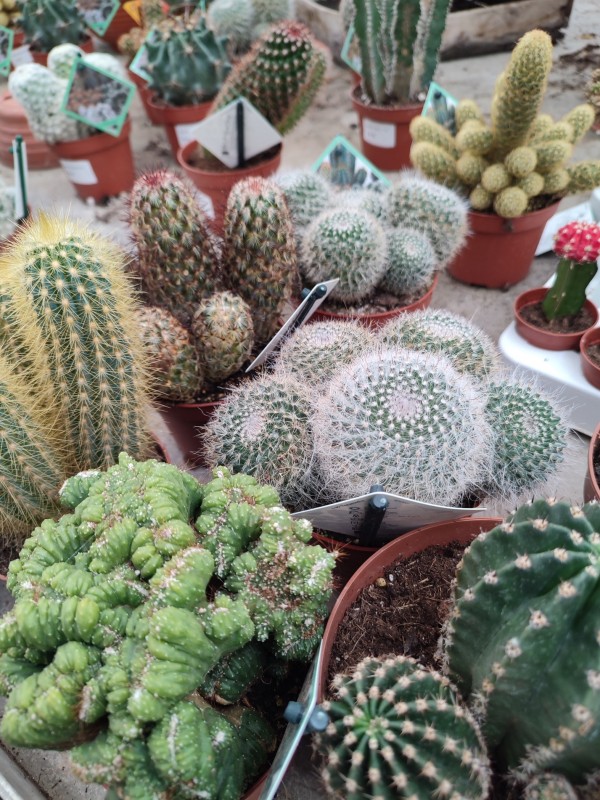 Cactus, succulentes, Sempervivum pour jardin sec dans votre jardinerie à Aubagne 